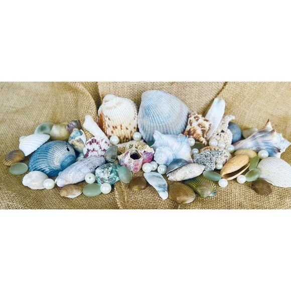 Gift Bag Of Beautiful Seashells Sourced From Coastal SE Georgia And NE Florida - Picture 6 of 16